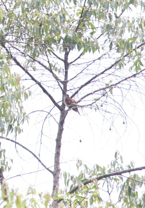 Banded Bay Cuckoo - ML189961261
