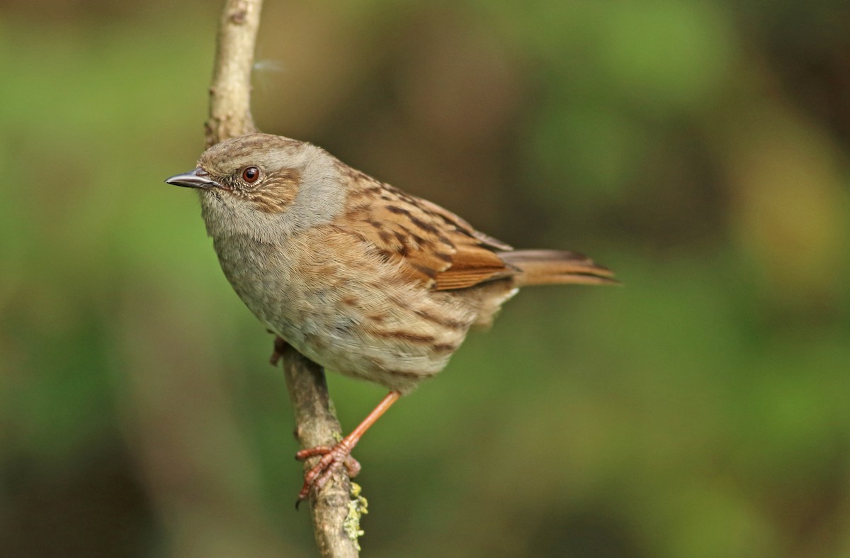 Dunnock - ML189961301