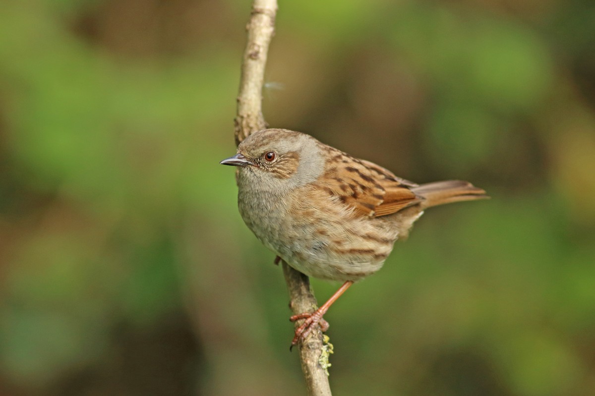 Dunnock - Andrew Steele