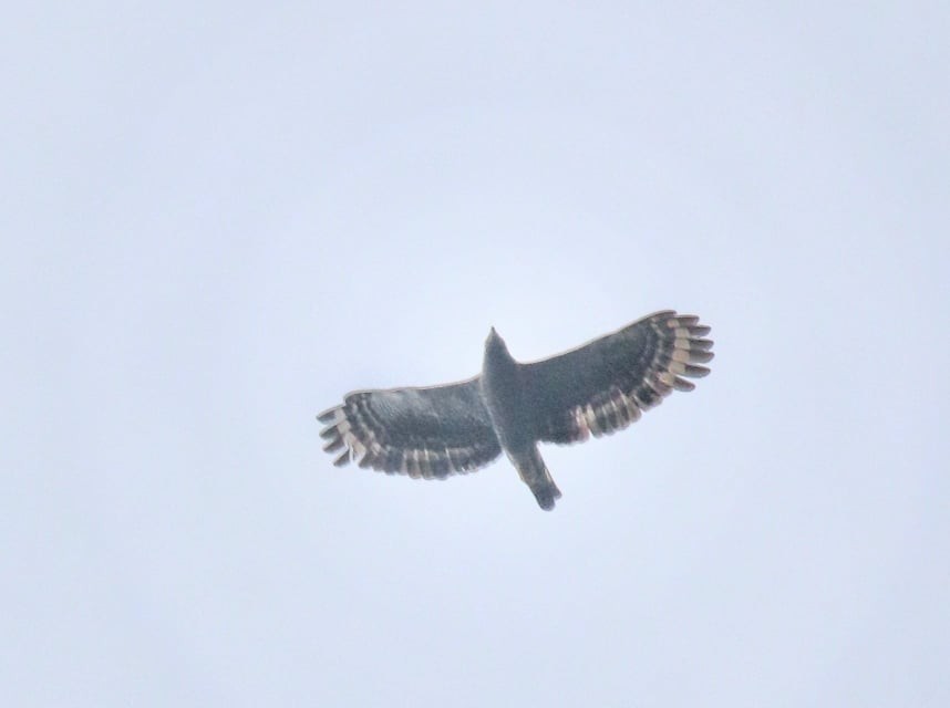 Crested Serpent-Eagle - ML189961481