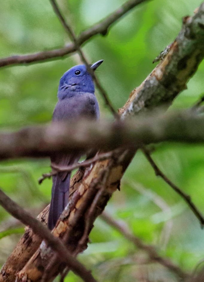 Black-naped Monarch - ML189961531