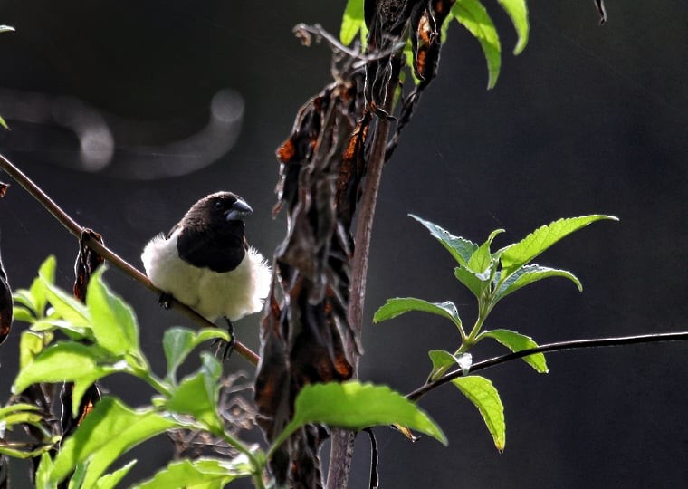 Javan Munia - ML189961541