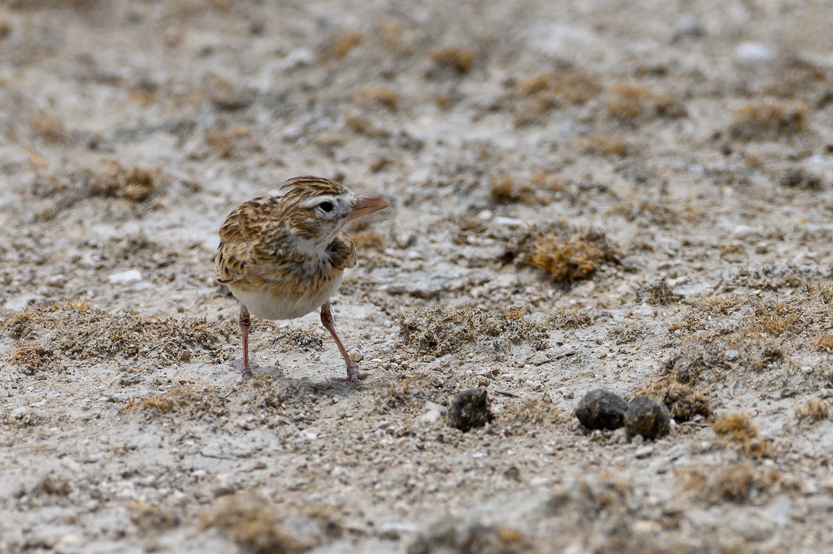 Stark's Lark - ML189964301