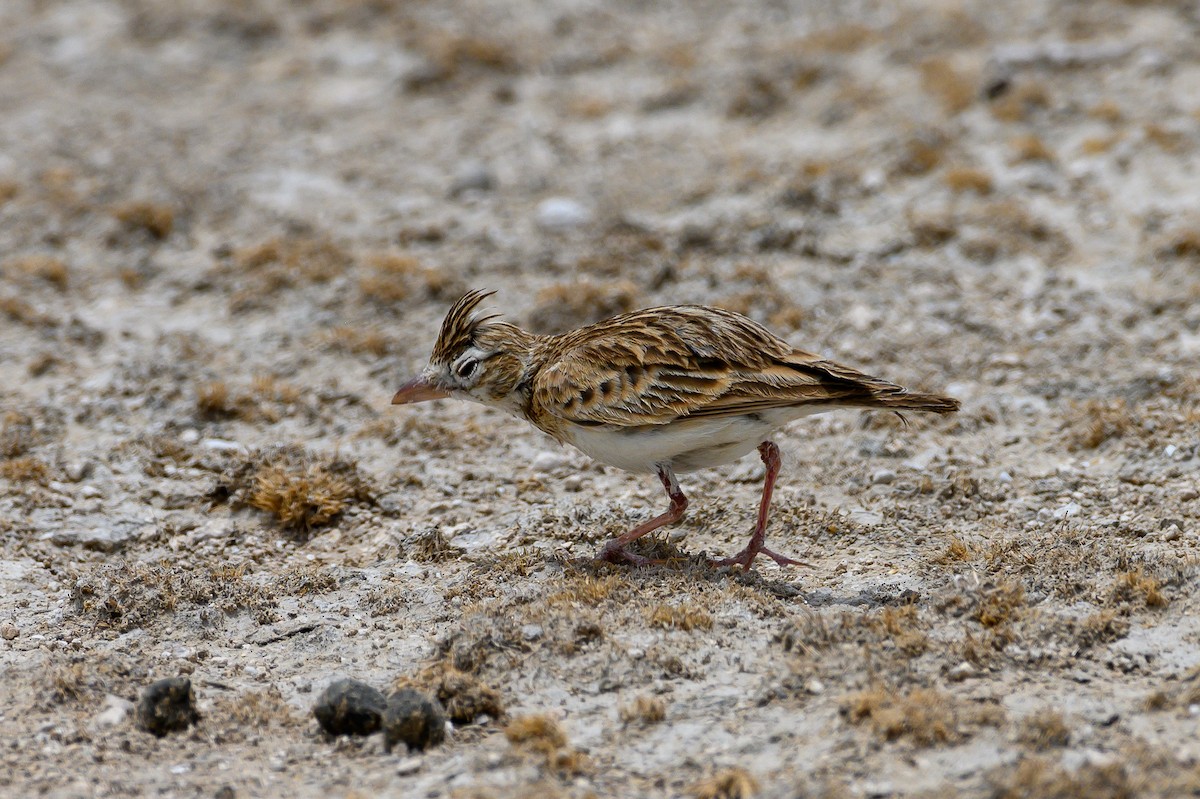 Stark's Lark - ML189964311