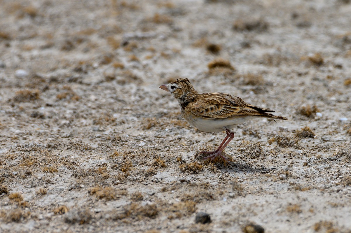 Stark's Lark - ML189964341