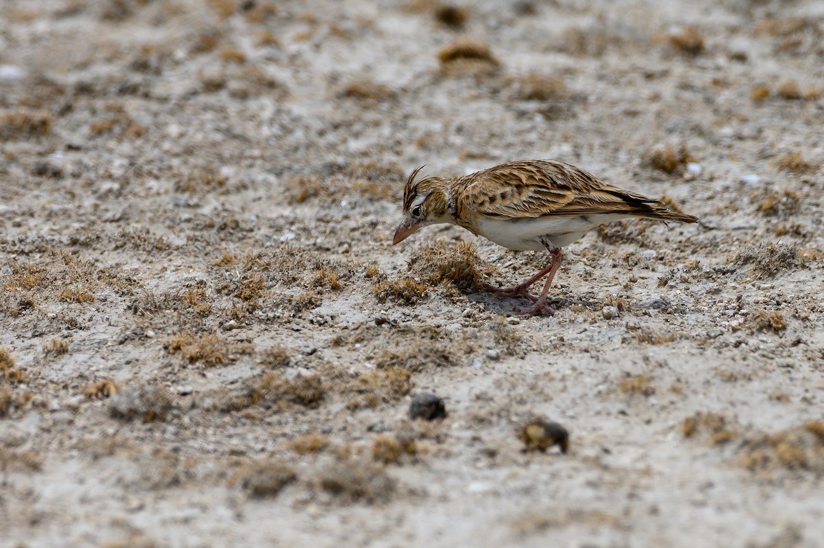 Stark's Lark - ML189964351