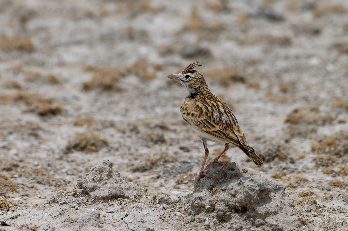 Stark's Lark - ML189964381