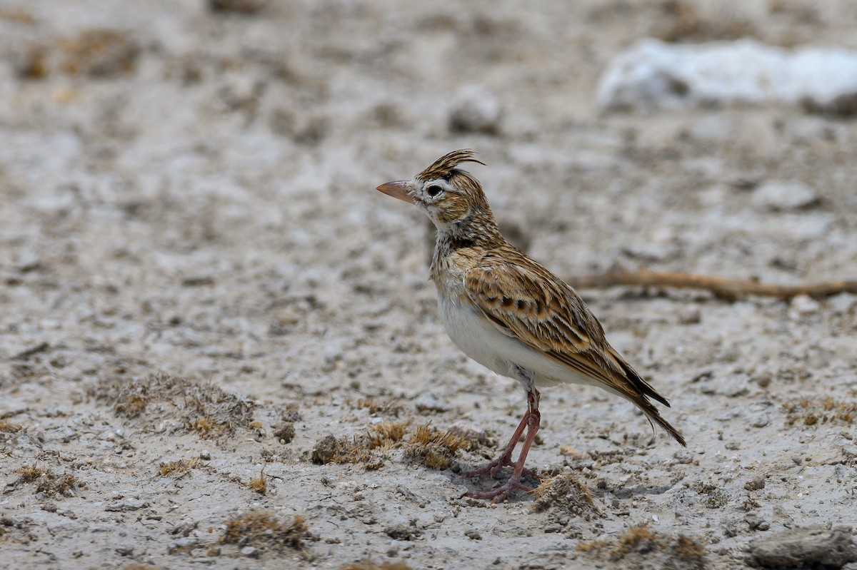 Stark's Lark - ML189964391