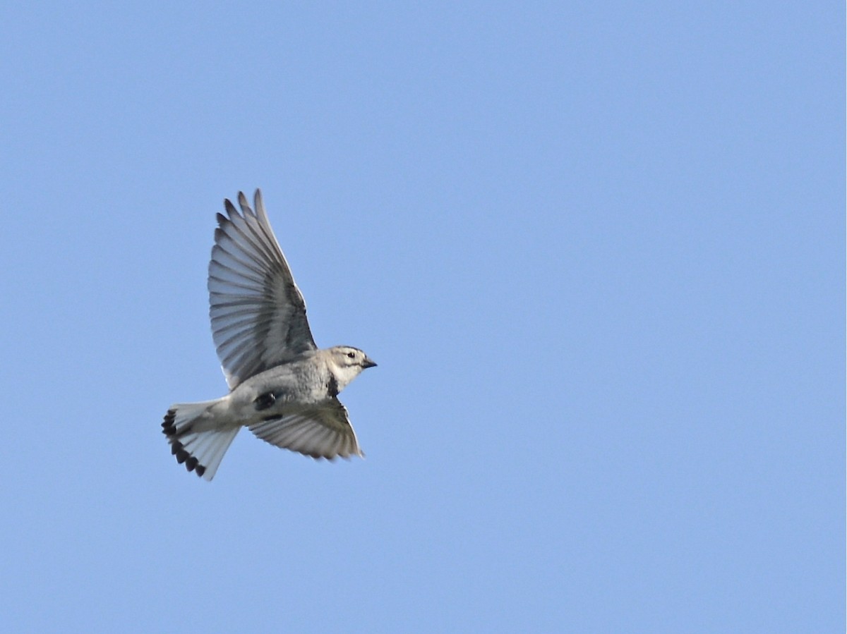 Thick-billed Longspur - ML189967531