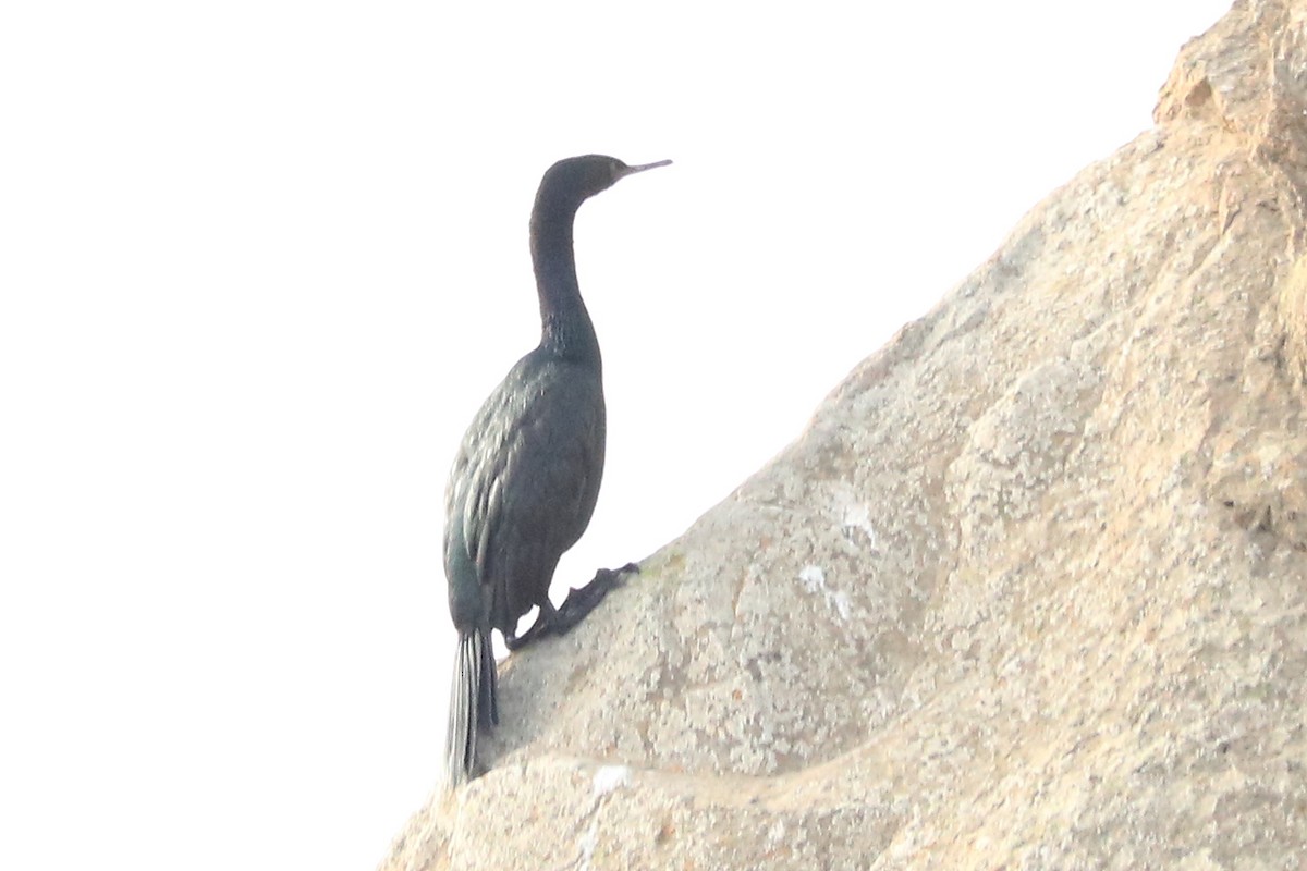 Pelagic Cormorant - Letty Roedolf Groenenboom