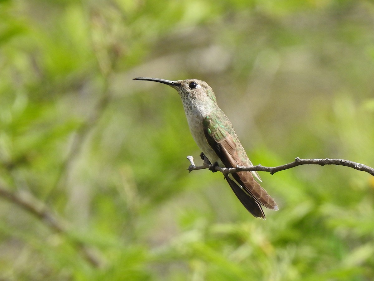 Spot-throated Hummingbird - Avery Bartels
