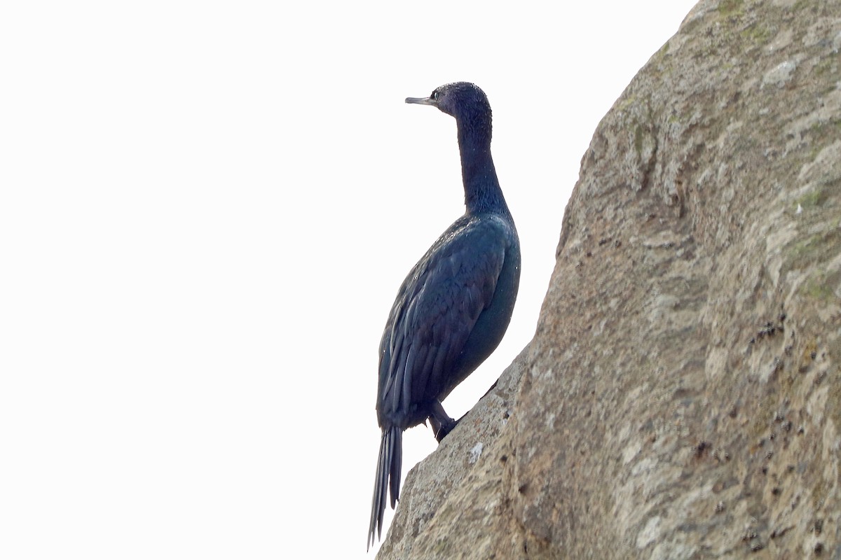 Pelagic Cormorant - Letty Roedolf Groenenboom