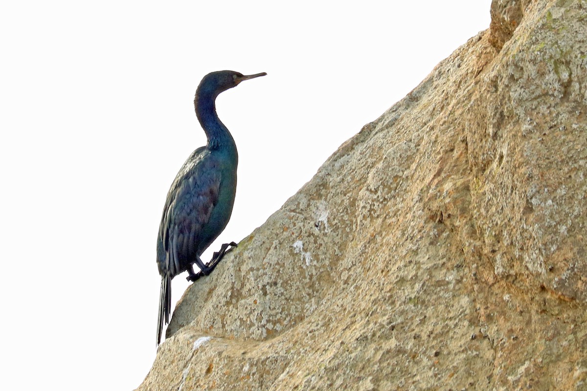 Pelagic Cormorant - Letty Roedolf Groenenboom