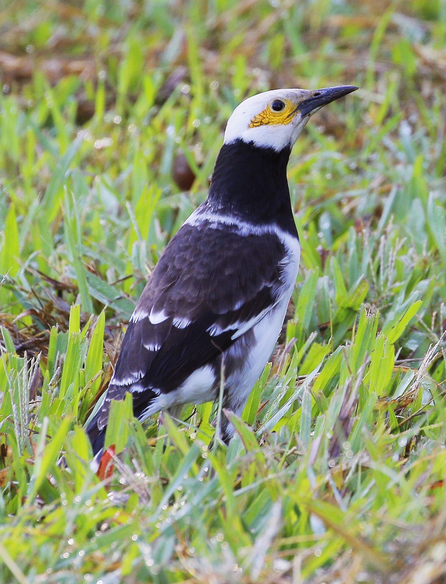 Black-collared Starling - ML189969811