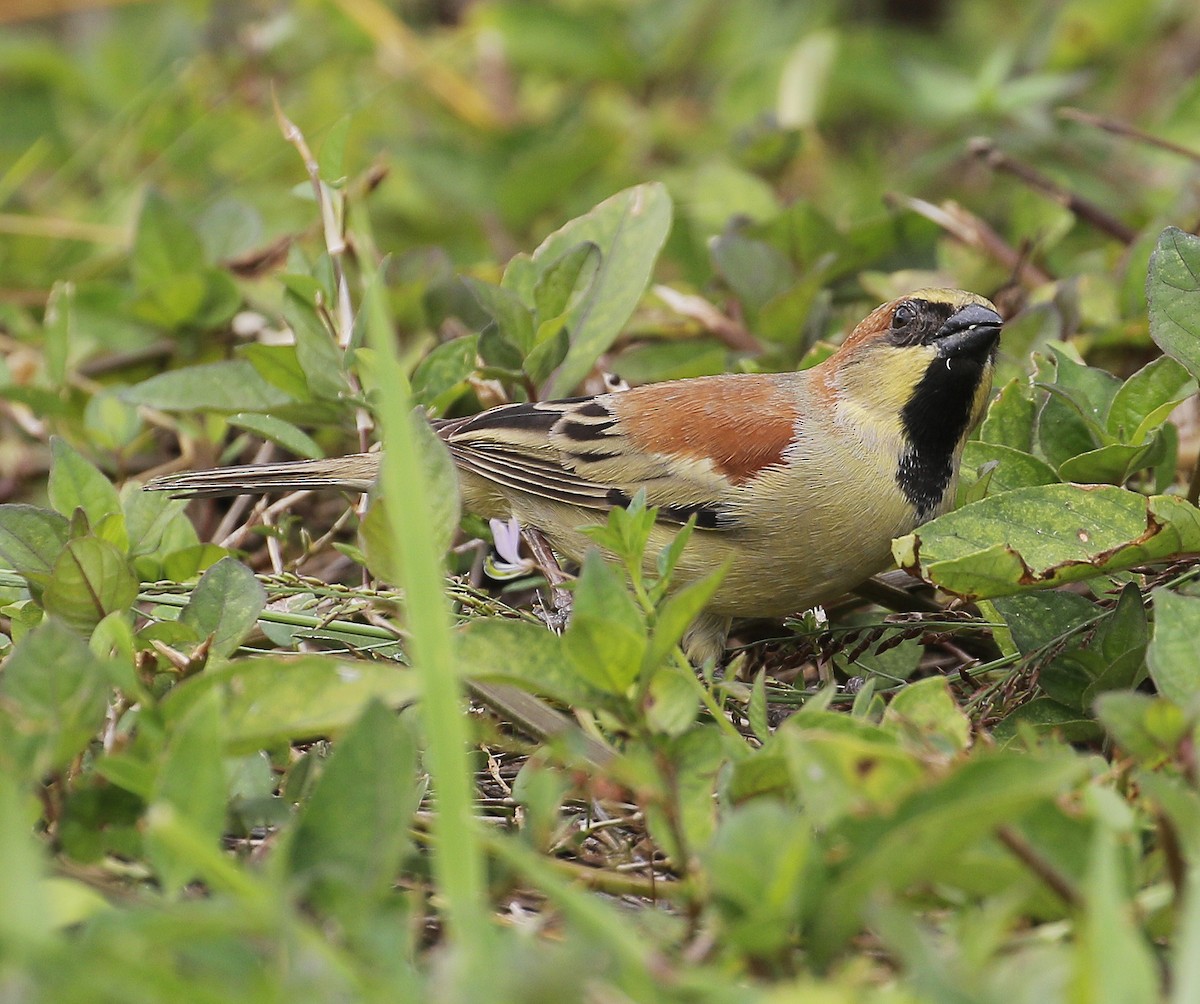 Plain-backed Sparrow - Neoh Hor Kee