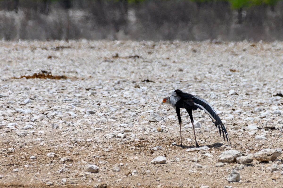 Secretarybird - ML189971251