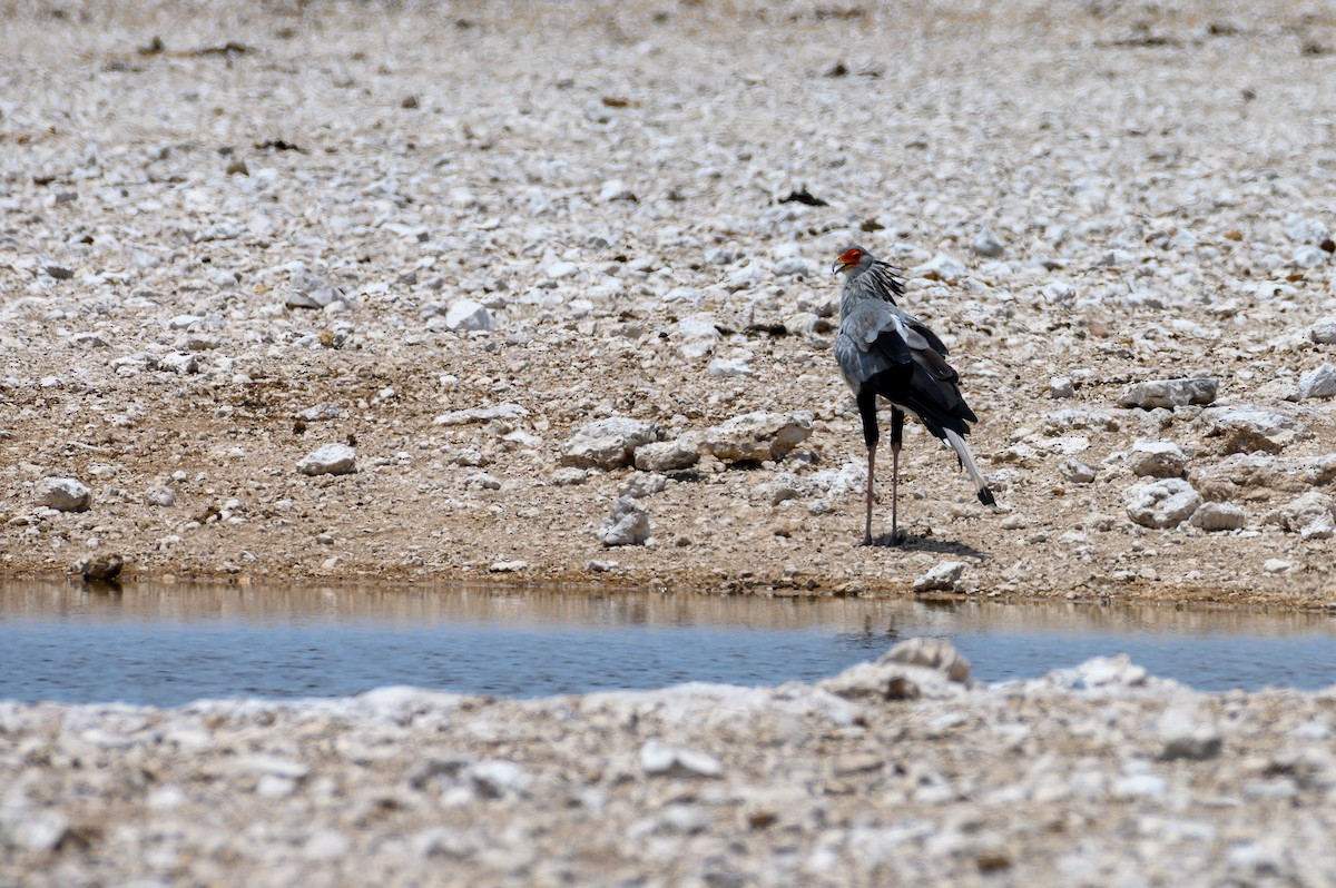 Secretarybird - ML189971261