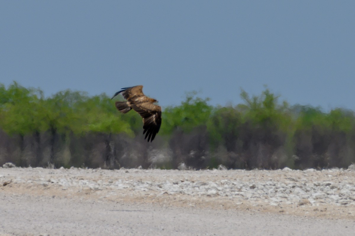 Tawny Eagle - ML189971291