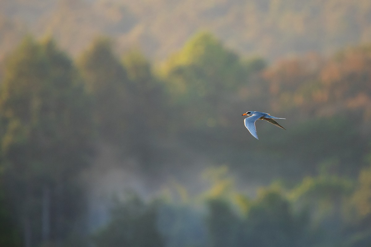 River Tern - ML189971841