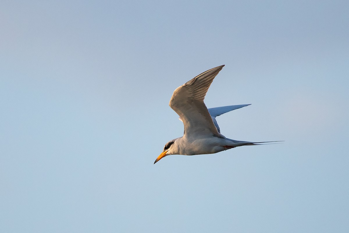 River Tern - ML189971851