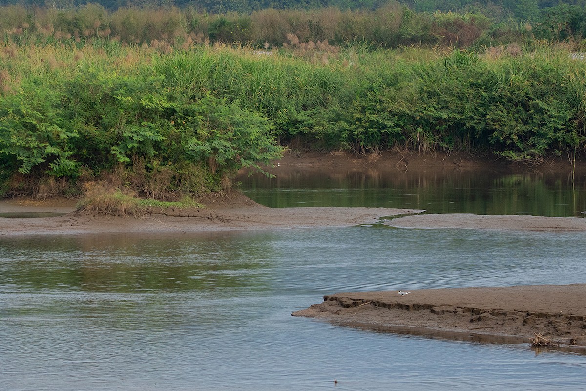 River Tern - ML189971981