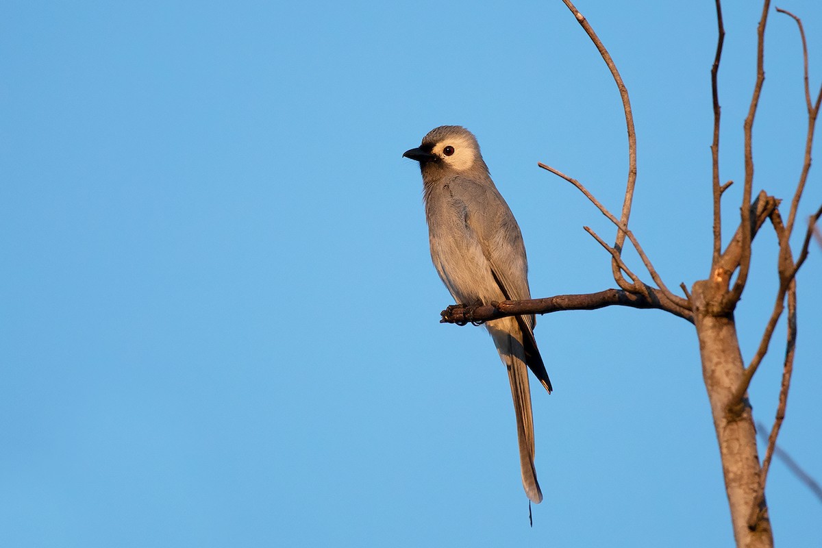 Ashy Drongo (Hainan/White-cheeked/White-lored) - ML189972751