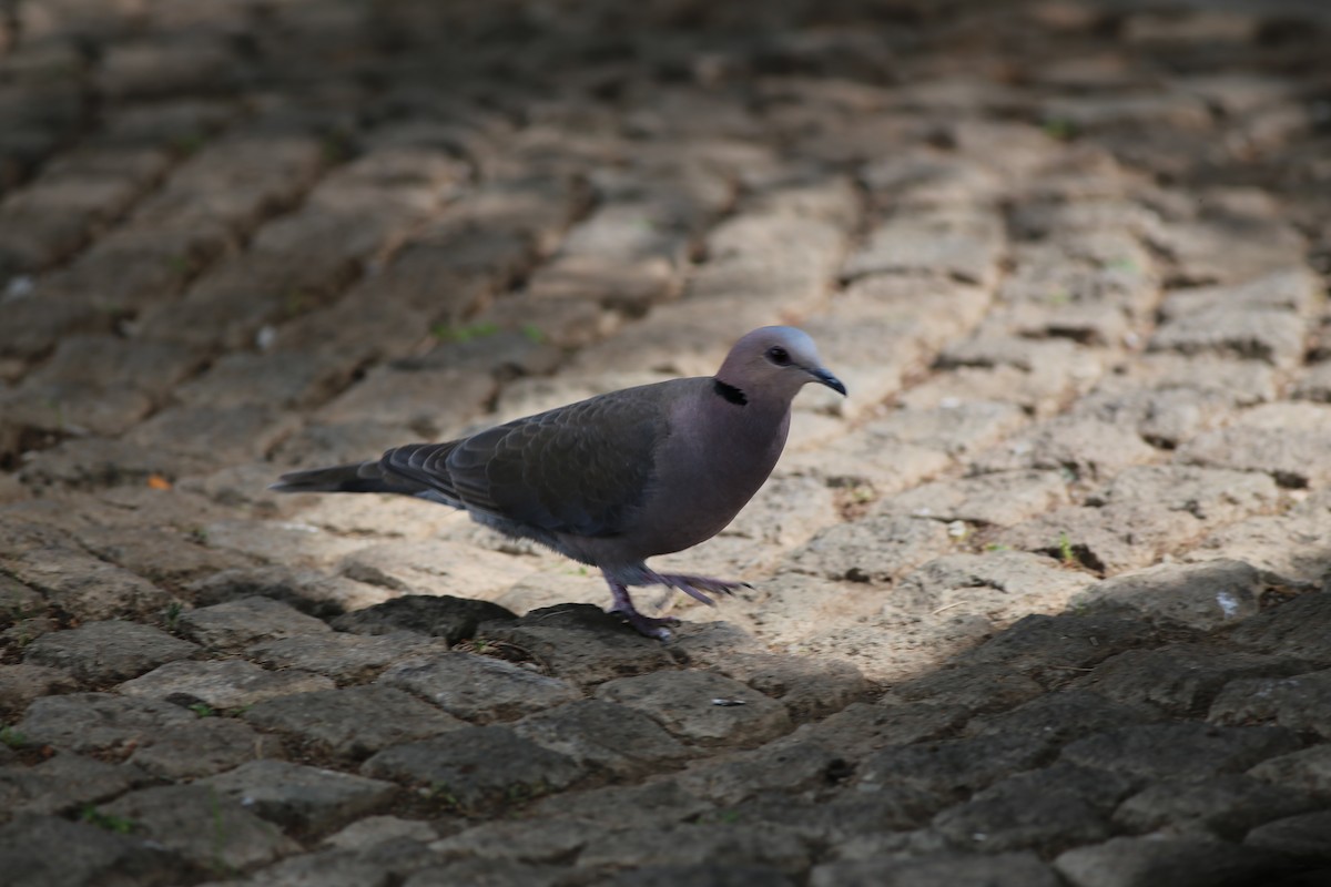 Red-eyed Dove - ML189972911