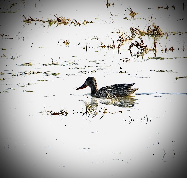 Northern Shoveler - Lois Rockhill