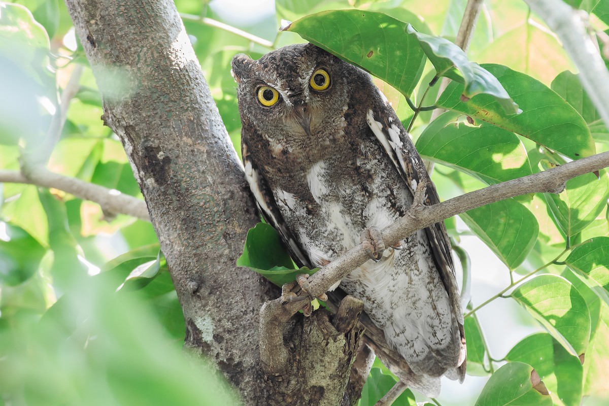 Oriental Scops-Owl - ML189977231