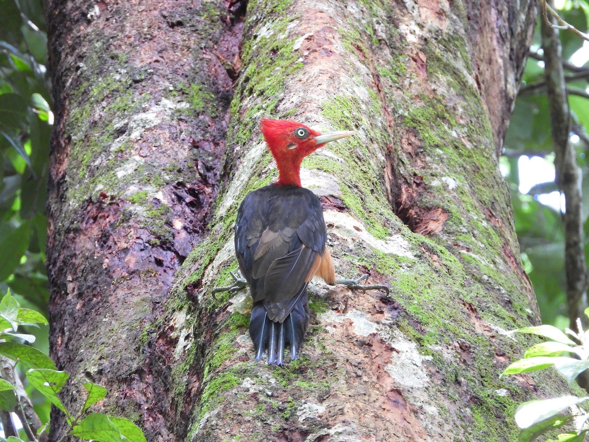 Red-necked Woodpecker - ML189977651