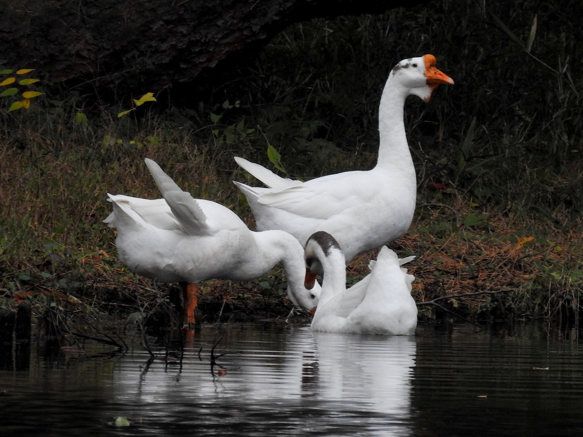 tamgås (domestisert Anser sp.) - ML189978071