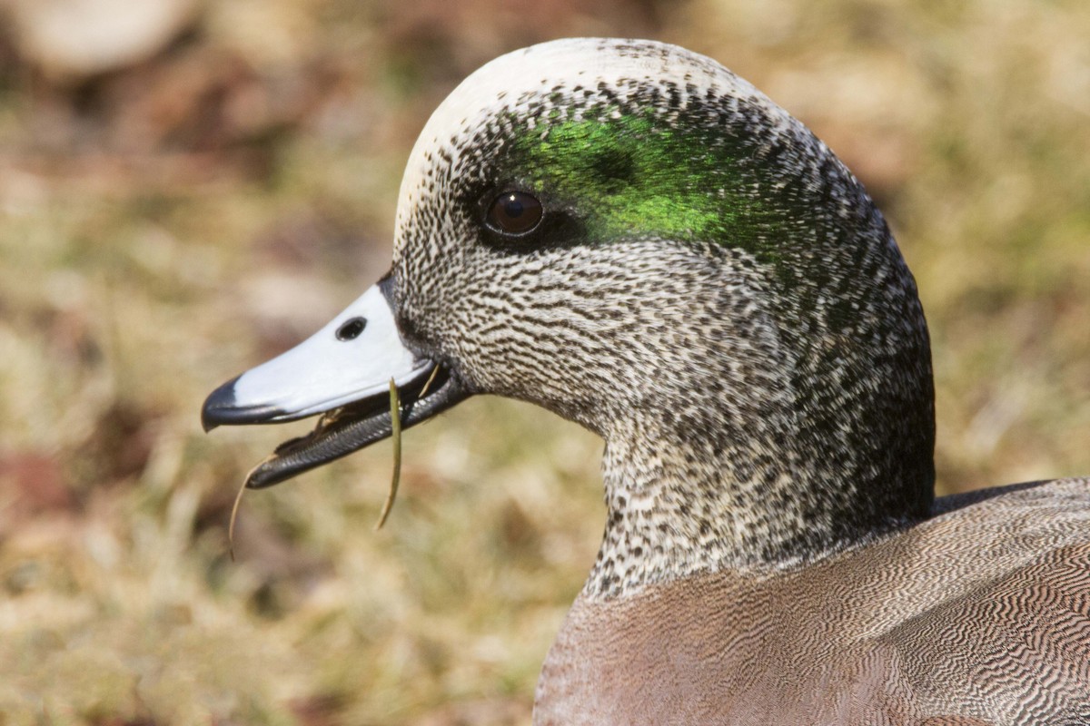 American Wigeon - Mitch (Michel) Doucet