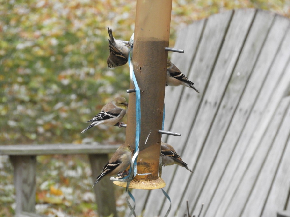 American Goldfinch - ML189978901