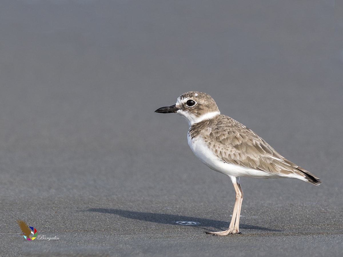 Wilson's Plover - ML189979171