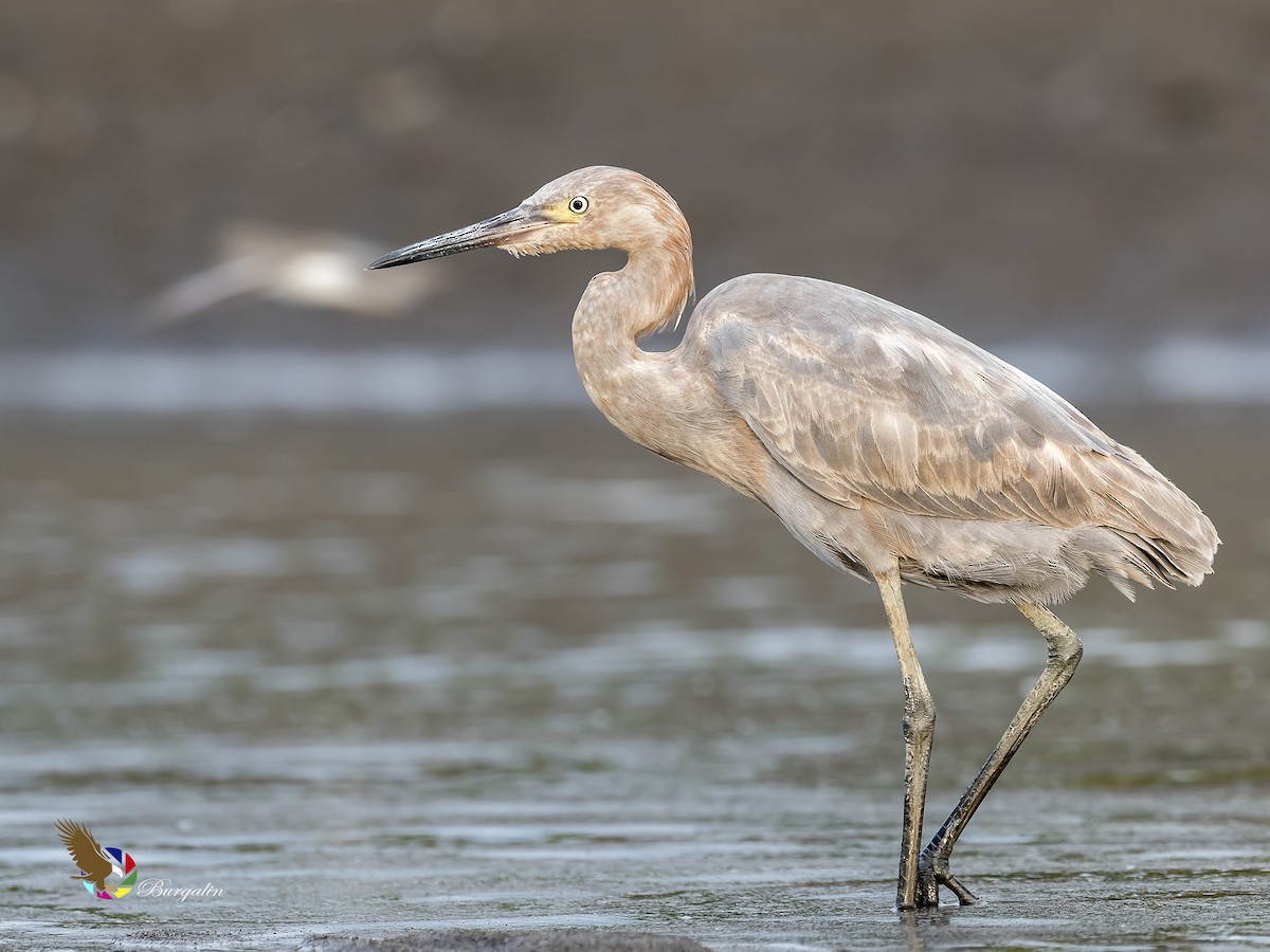 Reddish Egret - Fernando Burgalin Sequeria