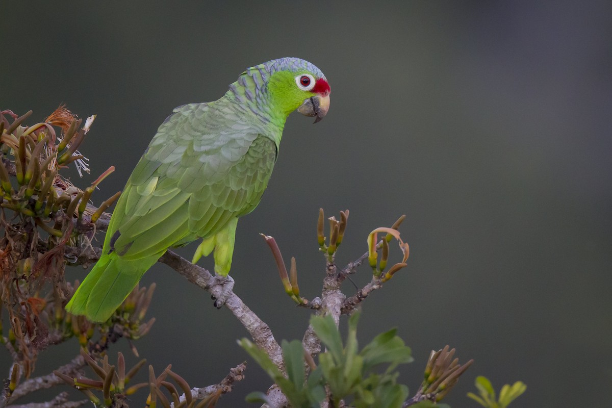 Amazona Frentirroja - ML189980861