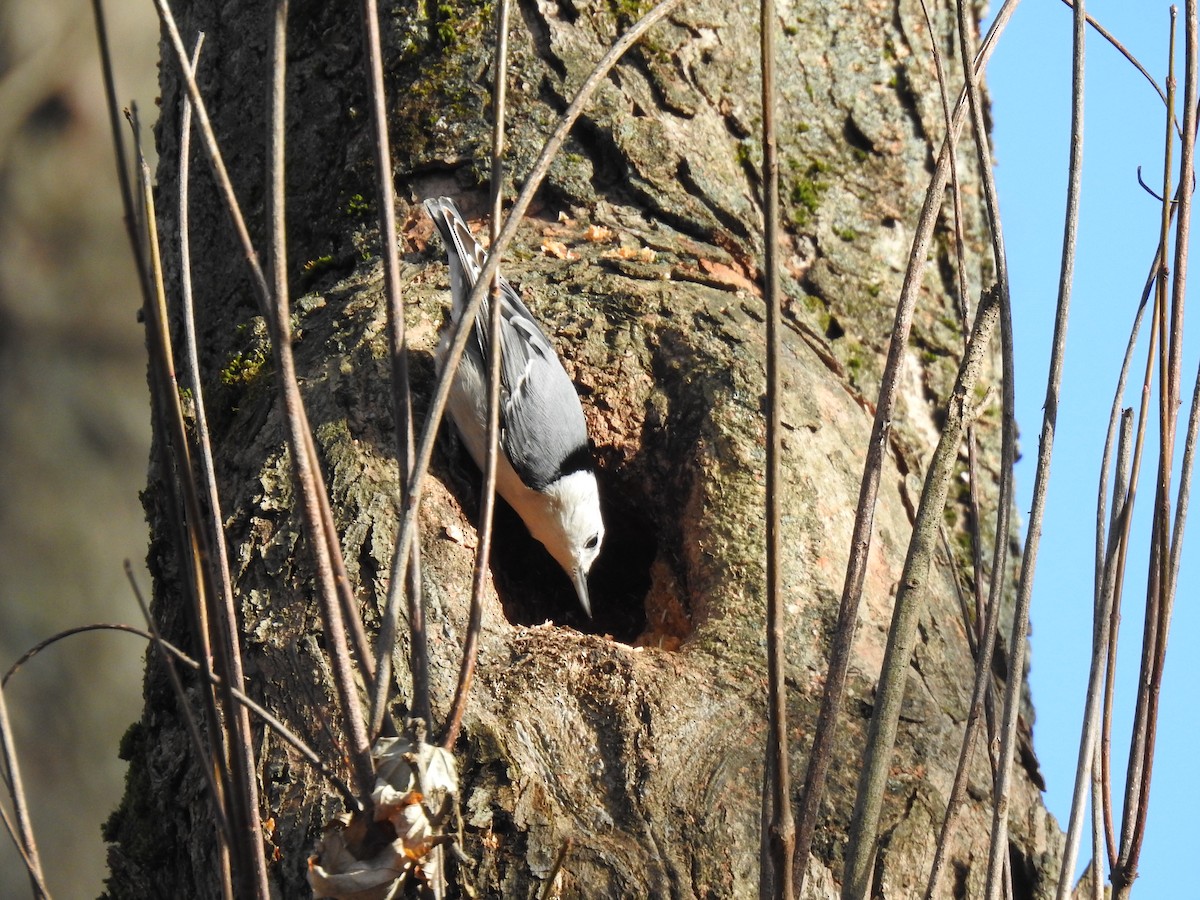 White-breasted Nuthatch - ML189980921