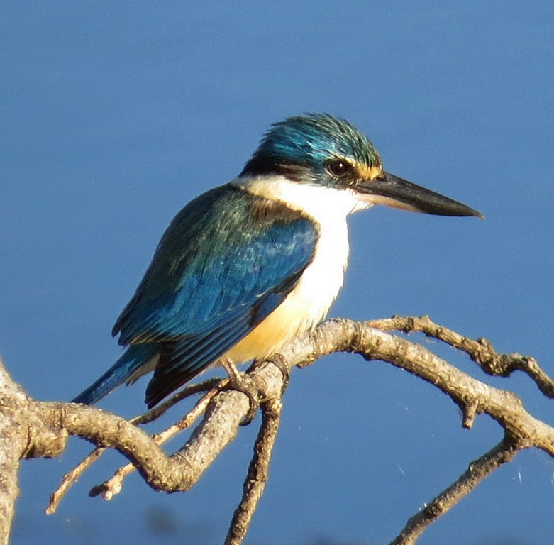 Sacred Kingfisher - ML189981671