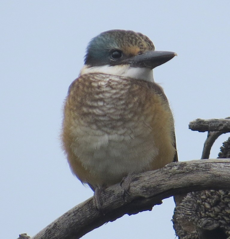 Sacred Kingfisher - ML189981851