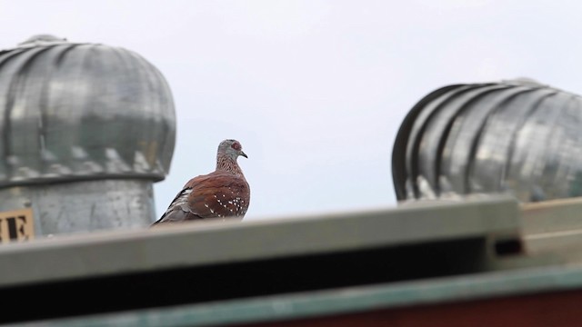 Speckled Pigeon - ML189983331
