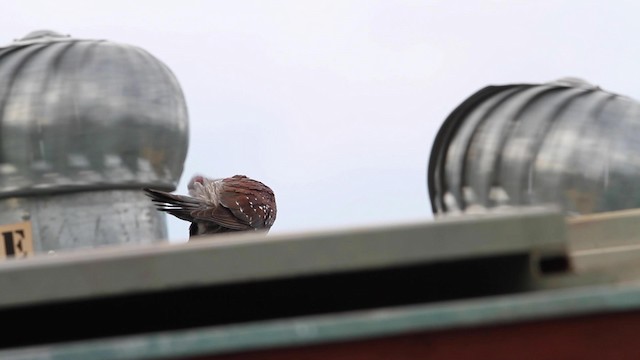 Speckled Pigeon - ML189983461