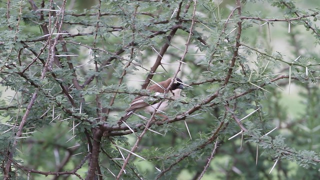 White-browed Sparrow-Weaver - ML189983651