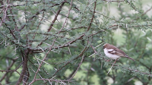 White-browed Sparrow-Weaver - ML189983701