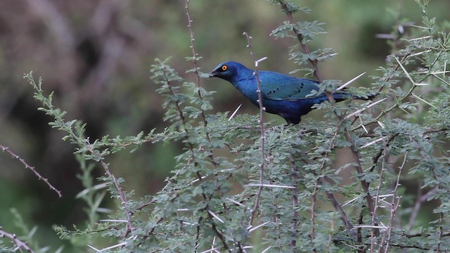 Greater Blue-eared Starling - ML189983811