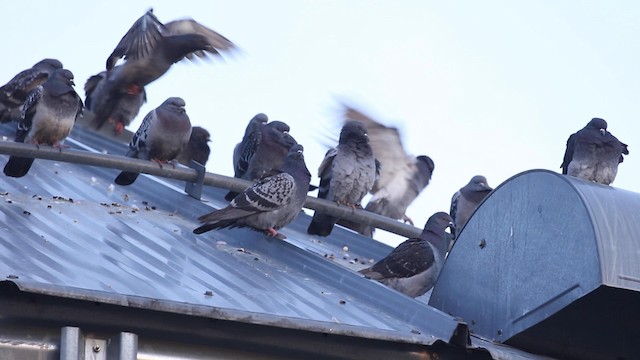 Rock Pigeon (Feral Pigeon) - ML189984011