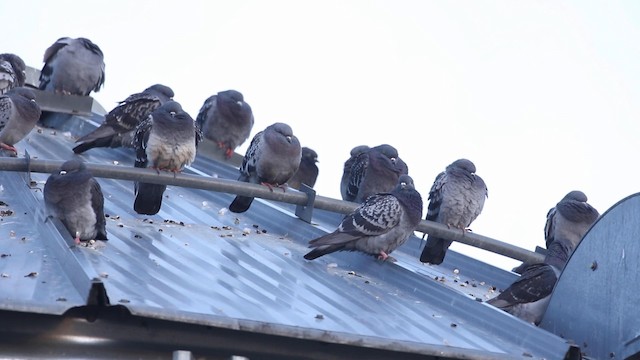 Rock Pigeon (Feral Pigeon) - ML189984221