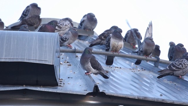 Rock Pigeon (Feral Pigeon) - ML189984371