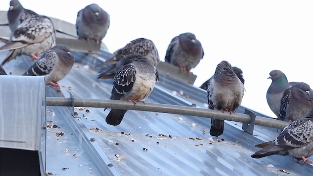 Rock Pigeon (Feral Pigeon) - ML189984491