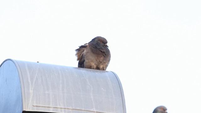 Rock Pigeon (Feral Pigeon) - ML189984521