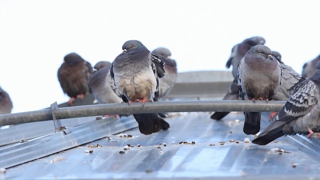 Rock Pigeon (Feral Pigeon) - ML189984681